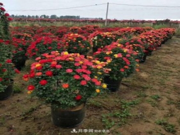 基地直供造型月季花瓶、月季花球、月季花柱批發(fā)價(jià)格