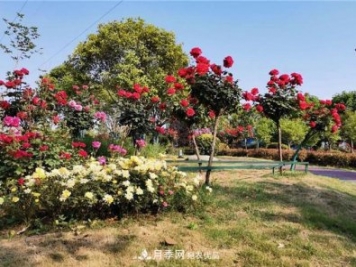 南陽(yáng)市內鄉縣月季產(chǎn)業(yè)助力脫貧增收