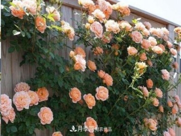 廣東種月季，首選這15種，一年花開(kāi)10個(gè)月！