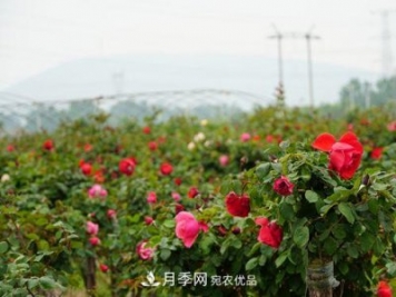 內鄉縣月季發(fā)展迅猛，特色產(chǎn)業(yè)助力脫貧增收