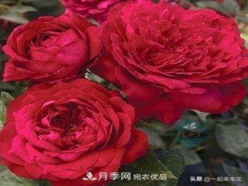 10款紅色系月季推薦，款款驚艷