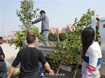河南鄢陵：花木銷(xiāo)售好于預期