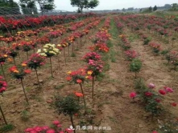 安徽安慶：歷經(jīng)八年培育多彩月季 高顏值市花明年現身園林景觀(guān)
