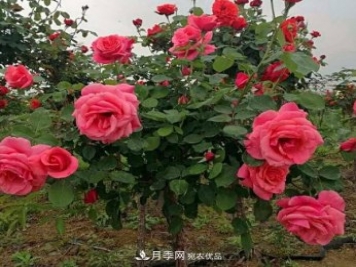 公園樹(shù)狀月季，景區樹(shù)狀月季，樹(shù)狀月季苗批發(fā)基地
