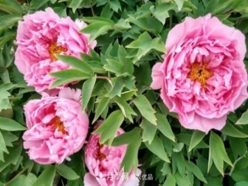 洛陽(yáng)牡丹花種植中的一點(diǎn)小建議，有幫助必看