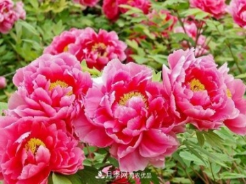 洛陽(yáng)牡丹節文化源頭，來(lái)自宋代洛陽(yáng)的牡丹情結