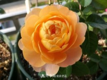 果汁陽(yáng)臺月季Juicy Terrazza推薦