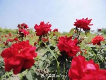 上海松江10萬(wàn)平方米月季小鎮9月底完工，十一等你來(lái)打卡