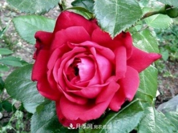玫瑰國度的天使，冬天養月季選它，完美月季花，勤花多花更漂亮