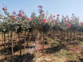 河北樹(shù)狀月季批發(fā)基地，品種月季產(chǎn)地直供價(jià)格表