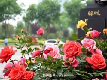 月季之都，陜西韓城市打造月季花海文化名城(相冊)