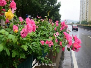 浙江建德新安江城區月季綻放 扮靚大美市容
