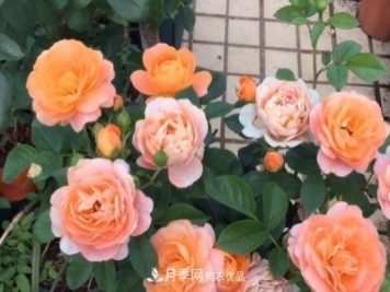果汁陽(yáng)臺月季好養嗎，一年開(kāi)幾次花？