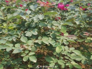 月季苗，月季花，品種齊全暢銷(xiāo)全國市花城市