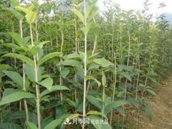 快速學(xué)習南陽(yáng)苗木行業(yè)的規格術(shù)語(yǔ) 胸徑米徑冠幅