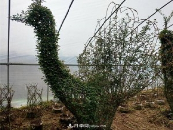 動(dòng)物造型月季，十二生肖奇型造型月季