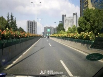 一路花開(kāi)一路美景 杭州高架月季正當時(shí)