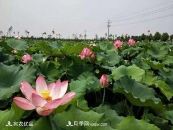 南陽(yáng)鎮平中原荷花博覽園，一個(gè)蓮藕全產(chǎn)業(yè)鏈的南陽(yáng)樣本