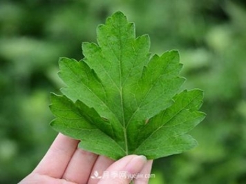 南陽(yáng)“艾草之鄉”：小艾草撐起大產(chǎn)業(yè)
