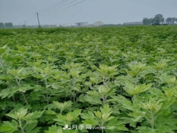 南陽(yáng)艾草種植年產(chǎn)值達數億元 宛艾艾根艾苗專(zhuān)供在這里
