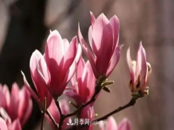 玉蘭飄香溢山鄉——南陽(yáng)南召玉蘭產(chǎn)業(yè)紀實(shí)