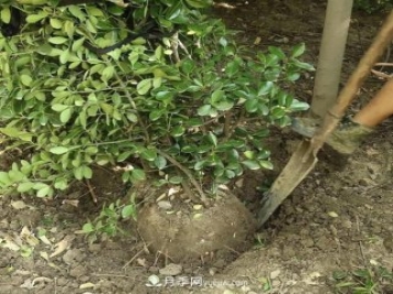 小葉黃楊小苗和大葉黃楊小苗的區別