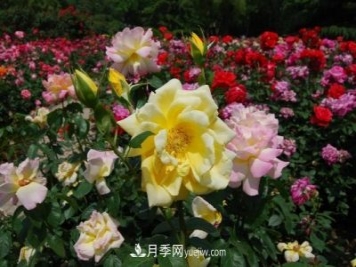 月季艾草玉蘭生態(tài)發(fā)展 青山綠水為南陽(yáng)注活力