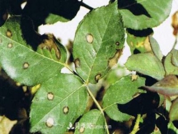 月季炭疽病癥狀、發(fā)病特點(diǎn)及防治方法