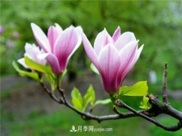 河南南召縣地理標志保護產(chǎn)品為中國辛夷之鄉增色
