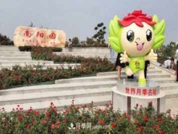 南陽(yáng)月季香飄九洲，南陽(yáng)市臥龍區月季產(chǎn)業(yè)發(fā)展綜述