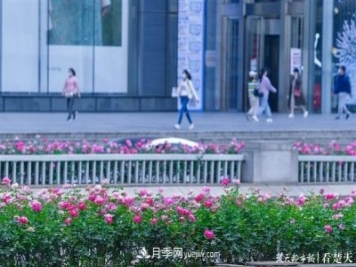 相約金秋，一場(chǎng)月季旋風(fēng)吹遍武漢漢陽(yáng)三鎮！氣場(chǎng)強大堪比春天