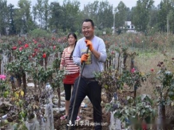 收來(lái)的月季老樁15塊錢(qián)一棵，枯死只能當柴火，走進(jìn)南陽(yáng)內鄉樹(shù)形月季園