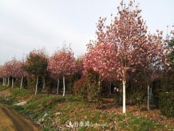 南陽(yáng)市鎮平綠化苗木農民專(zhuān)業(yè)合作社