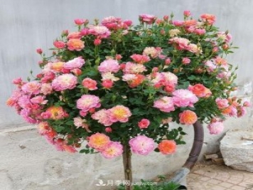 超微型月季嫁接樹(shù)月多少個(gè)芽點(diǎn)最好？