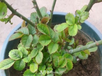 果汁陽(yáng)臺的根部爆了很多筍，筍全部留下，枝條全部剪下可以嗎？