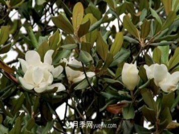 南召廣玉蘭樹(shù)種植方法，適合種植在家里嗎