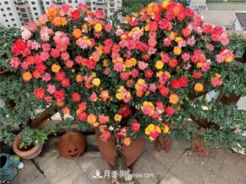 藤彩虹月季品種優(yōu)缺點(diǎn)是什么？