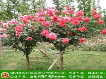 樹(shù)狀月季，藤本月季，大花月季，貨源充足價(jià)格合理
