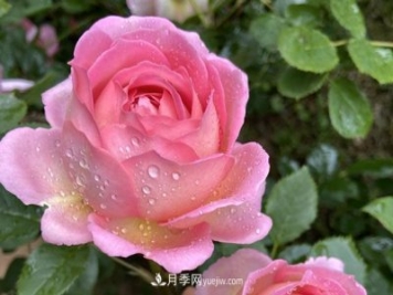 銀禧慶典被稱(chēng)“最美玫瑰”，經(jīng)典大花月季品種介紹