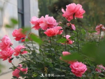 初冬，洛陽(yáng)師范學(xué)院留得月季獨艷