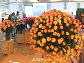 2020年云南“10大名花”千萬(wàn)元獎勵，多個(gè)月季種苗獲獎