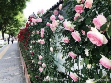 西安長(cháng)安街數百米月季網(wǎng)紅花墻鮮花怒放