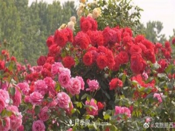 肥西縣三河鎮百畝樹(shù)狀月季園：花開(kāi)正艷，產(chǎn)業(yè)增收