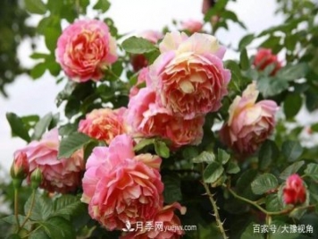 河南省各市市花，洛陽(yáng)牡丹最出名，月季最受歡迎