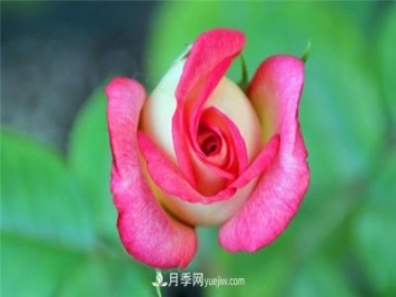 法國月季的摩納哥公主、摩納哥公爵和摩納哥王妃夏琳是什么關(guān)系？