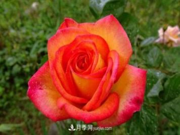 花魂月季的優(yōu)缺點(diǎn)是什么？