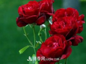 太陽(yáng)火焰月季