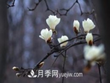 南召白玉蘭，廣玉蘭，紫玉蘭有什么區別，種植方法有哪些？