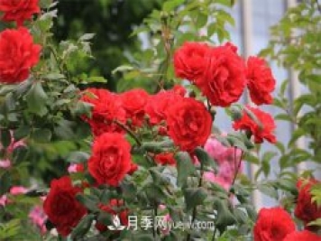石家莊適合養月季花，市花和市樹(shù)是什么