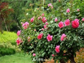 吉林適合養月季花，市花和市樹(shù)是什么